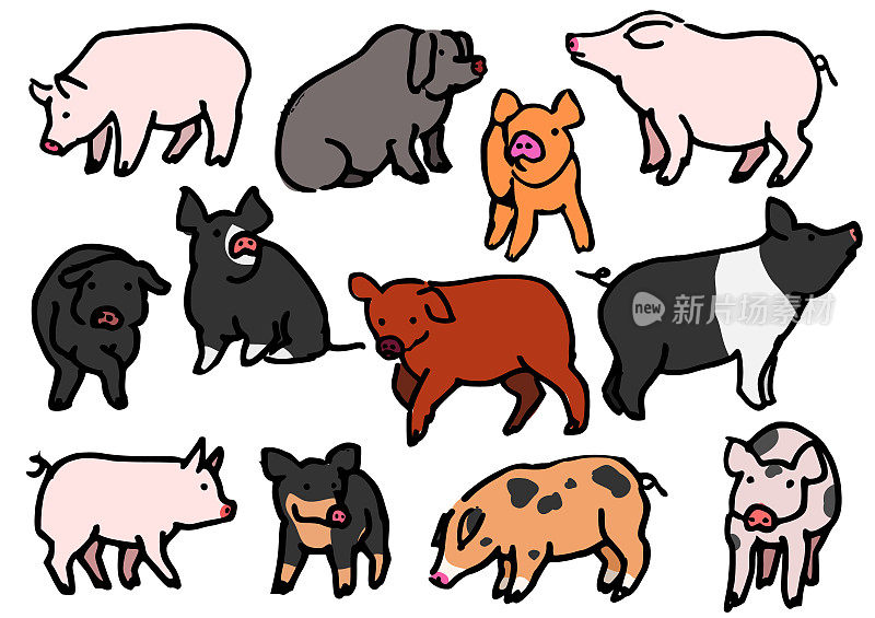 各种品种的猪