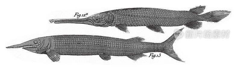 侏罗纪化石、化石、骨骼和足迹雕刻古董插图，1851年出版
