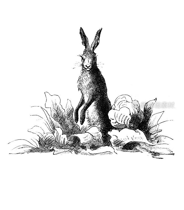 草地上的复活节兔子