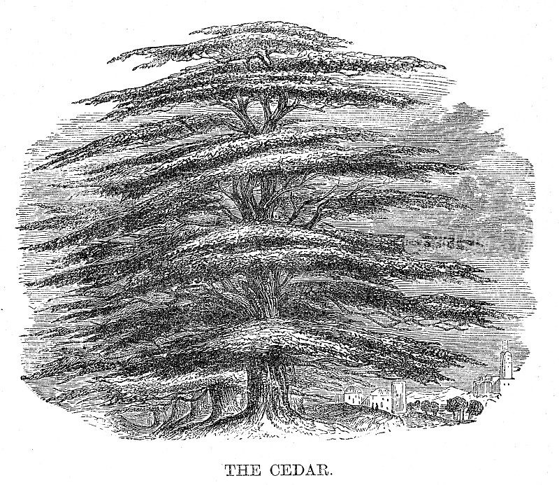1869年雕刻的雪松树