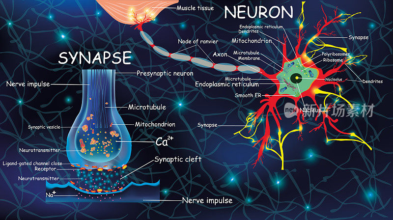 解剖神经元和突触。信号在大脑中。细胞、神经元和突触的描述。为教育、医疗、生物用途构建神经元。冲动在生物体中传播冲动
