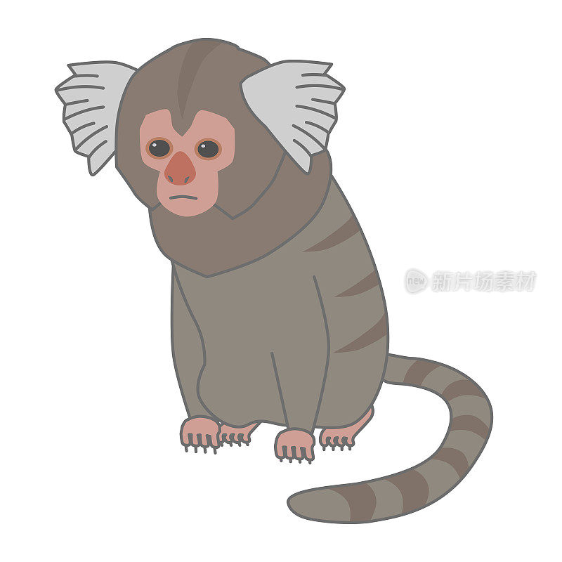 一个年轻的普通狨猴的矢量插图