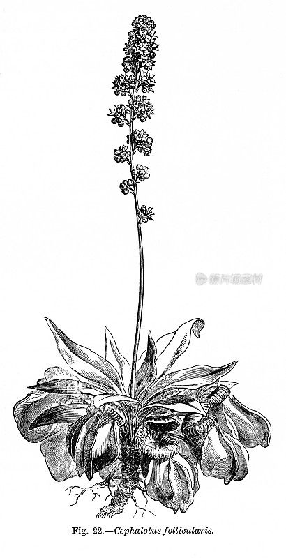 植物自然史，维多利亚植物插图，1897