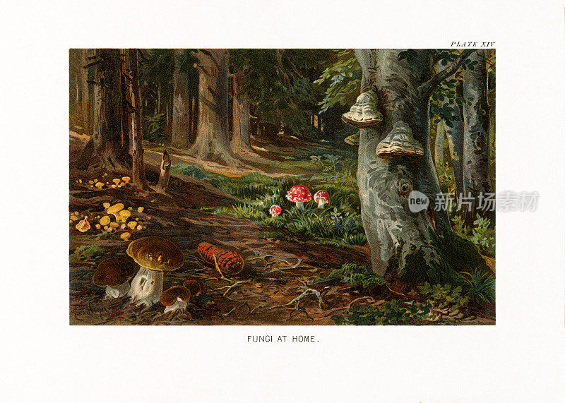 植物自然史，维多利亚植物插图，1897年，真菌在家里