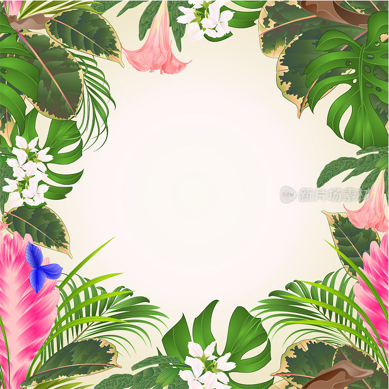 无缝框的蓝藻花束与热带花卉棕榈树，philodendron在白色背景复古矢量插图编辑
