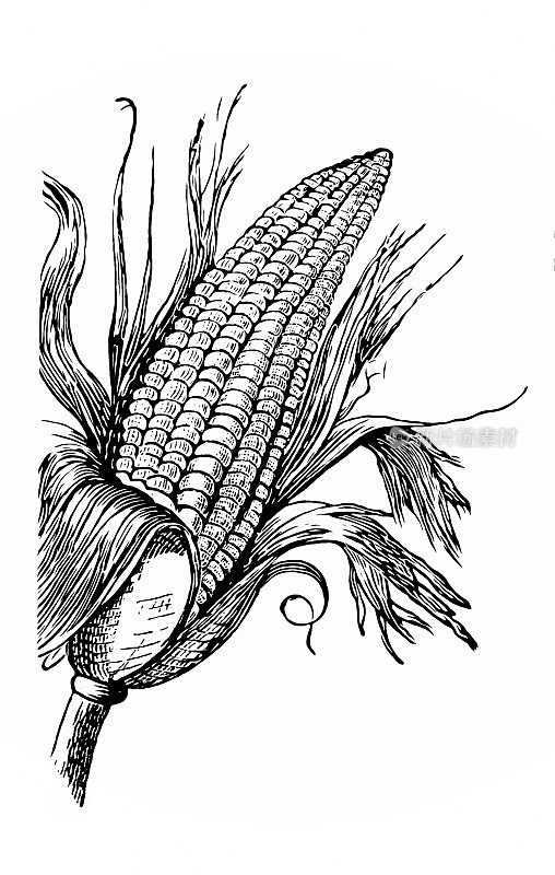 玉米也被称为玉米，是一种谷类谷物，大约一万年前墨西哥南部的土著居民首先驯化了玉米