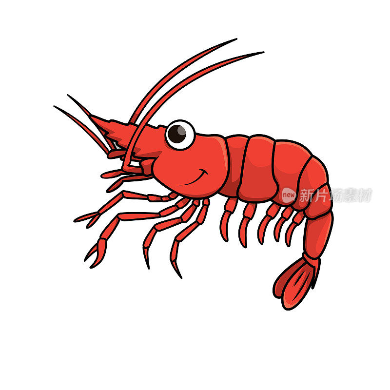 在白色背景上分离的虾的载体插图。
