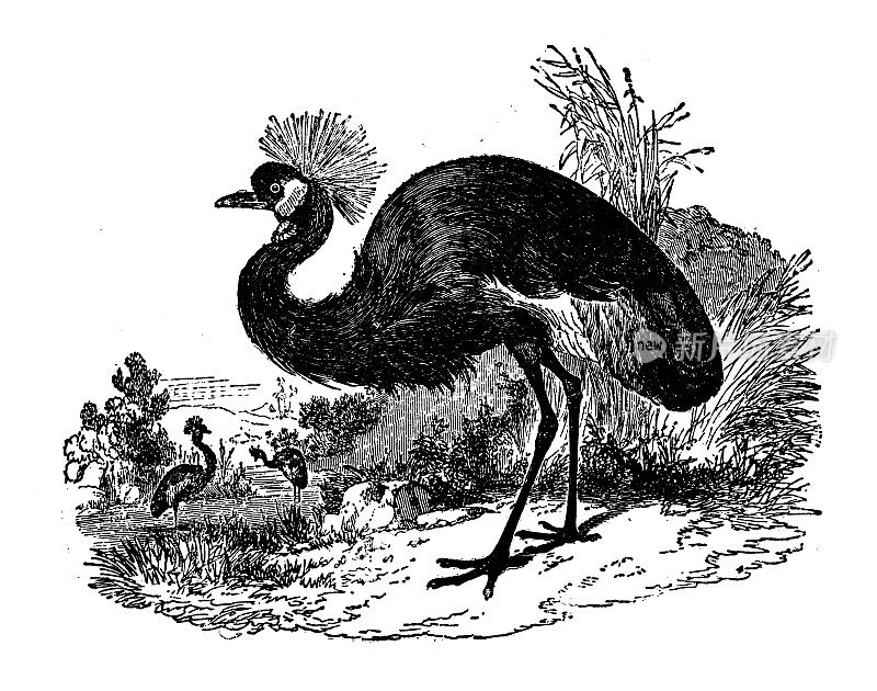 古玩动物插图:黑冠鹤(巴弗利卡)