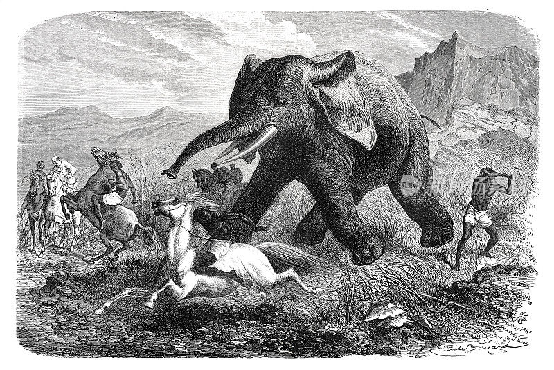 1870年，非洲土著人在猎杀大象