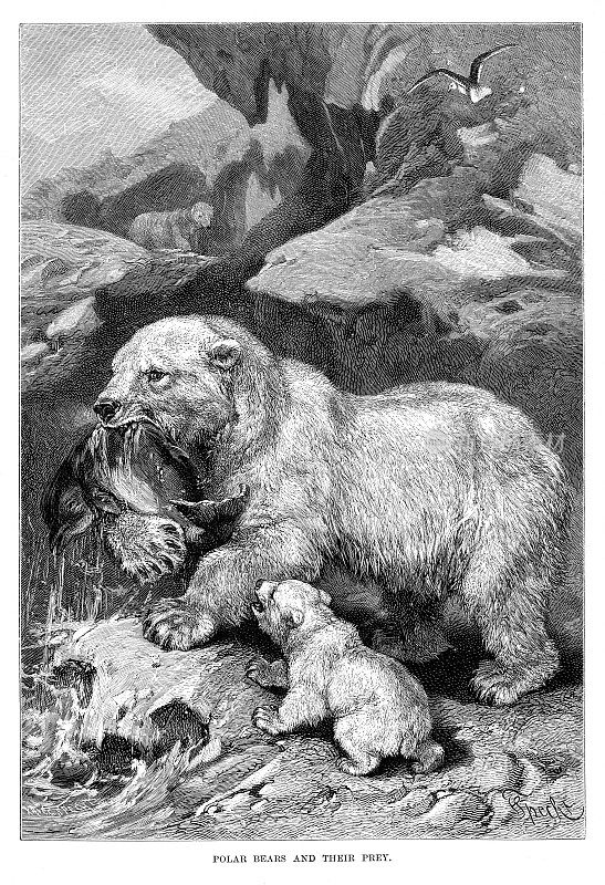 北极熊和它们的猎物雕刻1896年