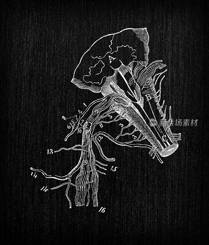 人体解剖神经系统古董插图:神经神经节