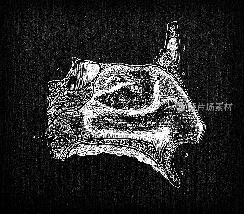 人体解剖学古董插图:鼻子