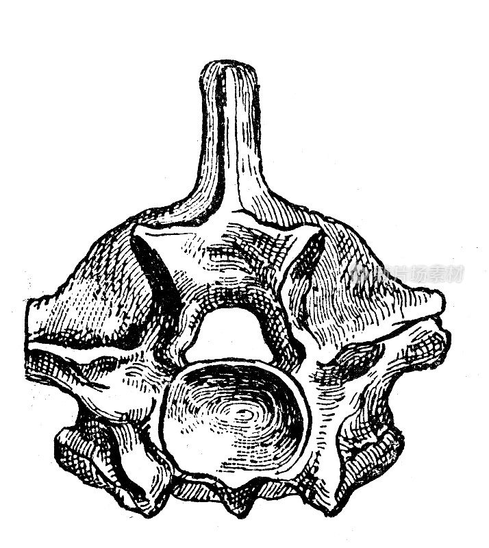 古董插图:蟒蛇脊椎骨