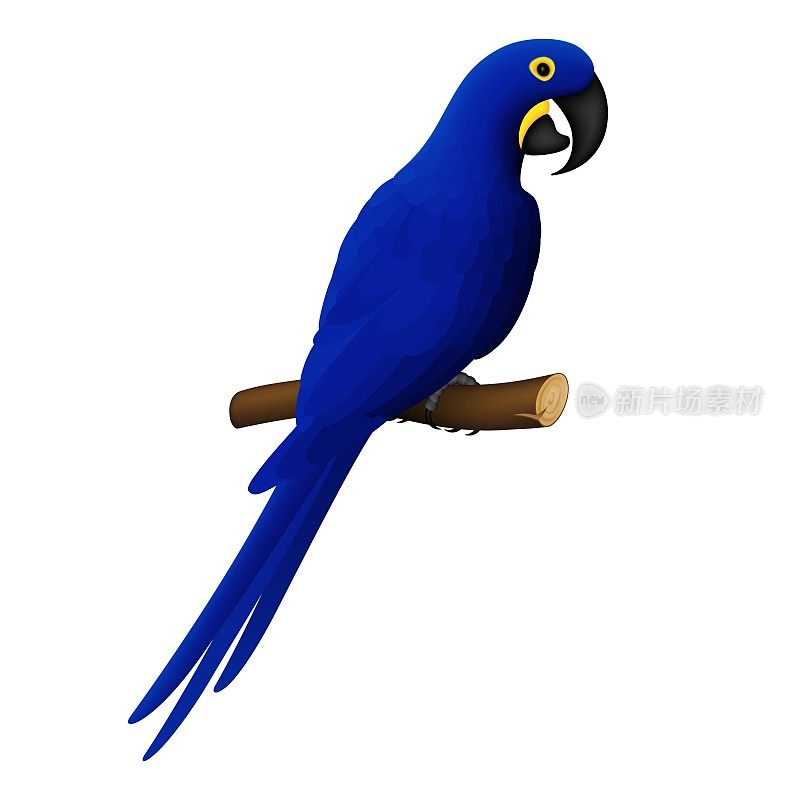 Ara鹦鹉。金刚鹦鹉。紫蓝色金刚鹦鹉。现实的三维向量