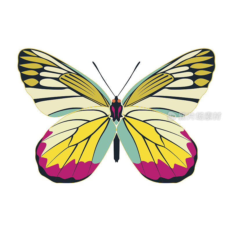 蝴蝶黄翅膀抽象在白色的背景