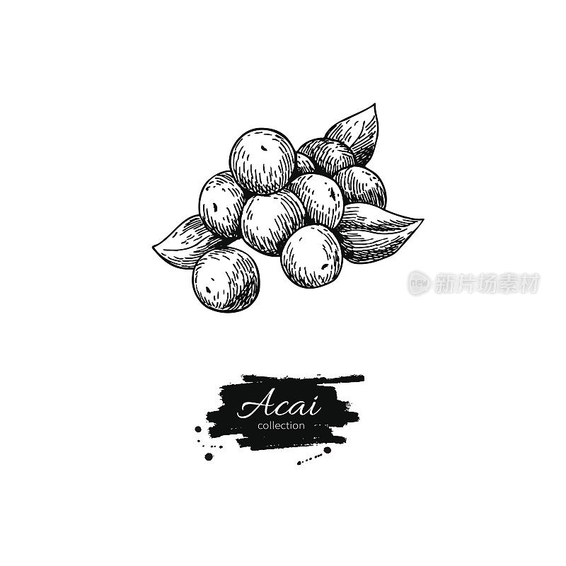 巴西莓矢量超级食物绘图。孤立手绘插图