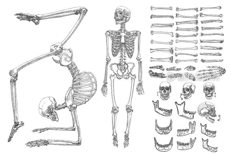 人体解剖学绘制单色集骨骼和孤立在白色背景上的单个骨骼。角色创建设置与移动的手臂，腿，下巴上的头骨和手腕上的手指矢量插图。