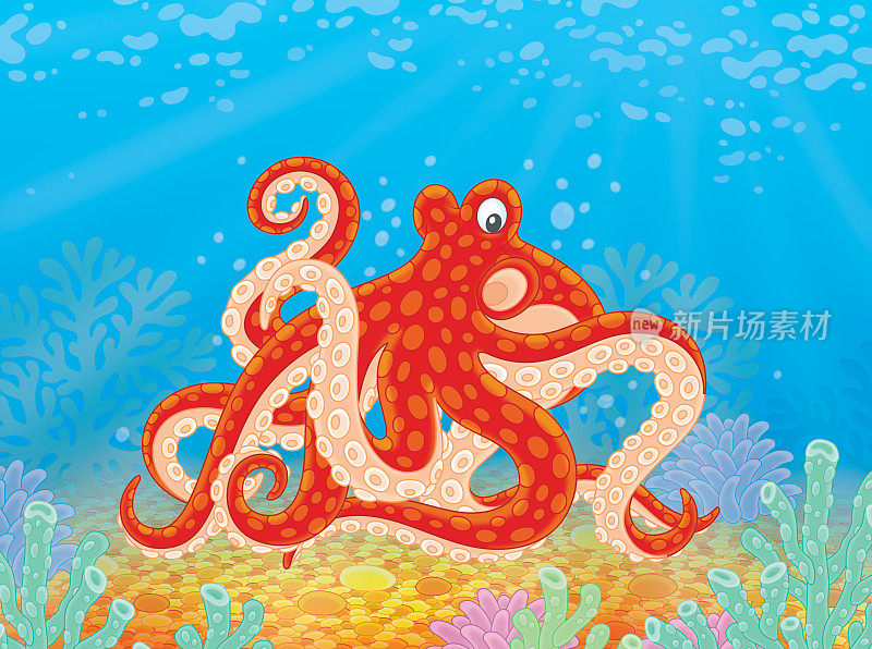 红色斑点章鱼