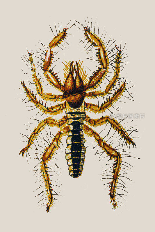 蜘蛛是蛛形纲动物的一个目，被称为骆驼蜘蛛、风蝎子、太阳蜘蛛或蜘蛛