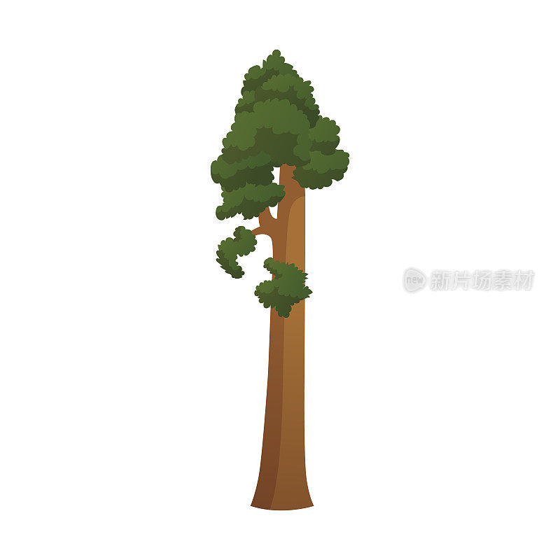 现实的绿色最高的树在世界上红杉在一个白色的背景-向量