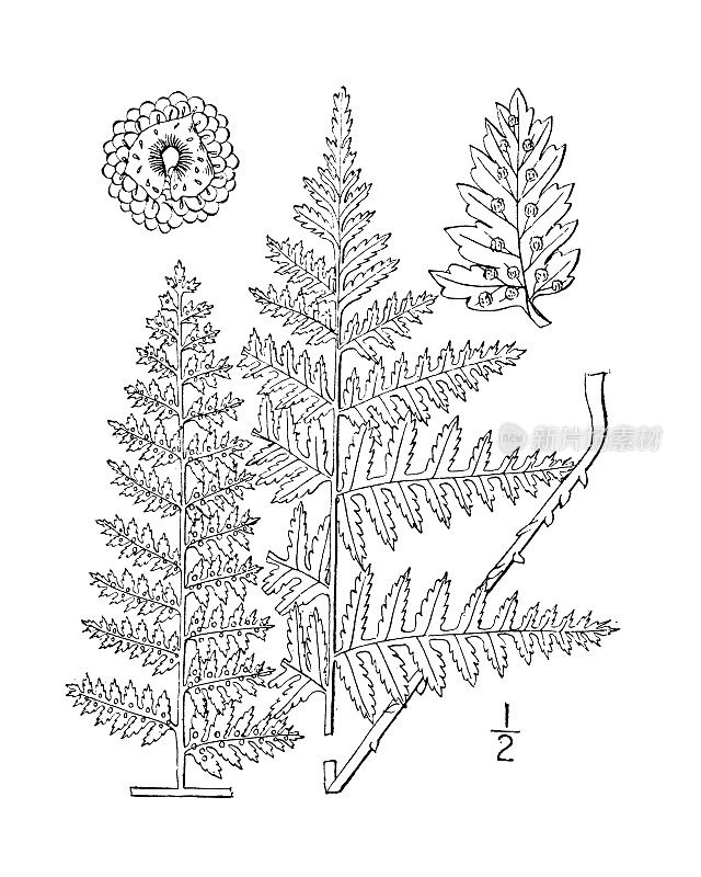 古植物学植物插图:刺毛蕨、盾蕨