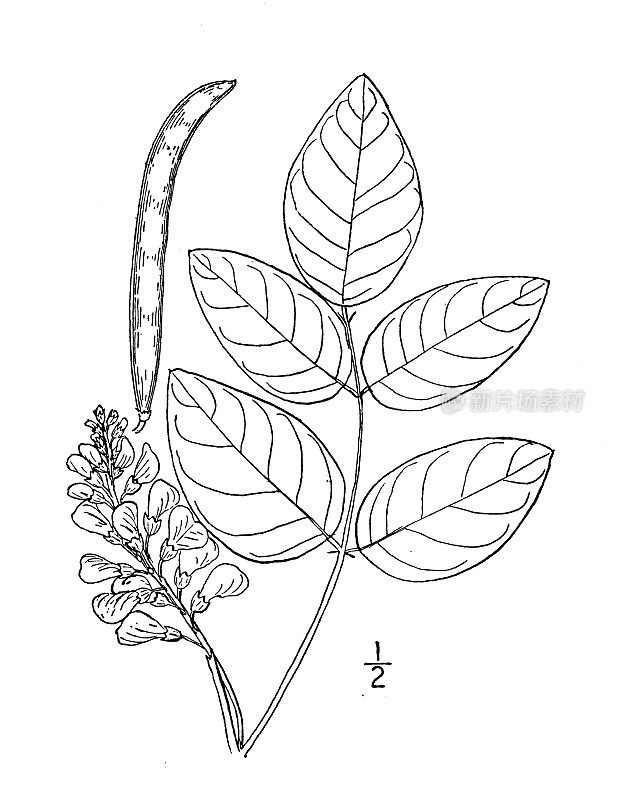 古植物学植物插图:阿皮奥斯阿皮奥斯，坚果