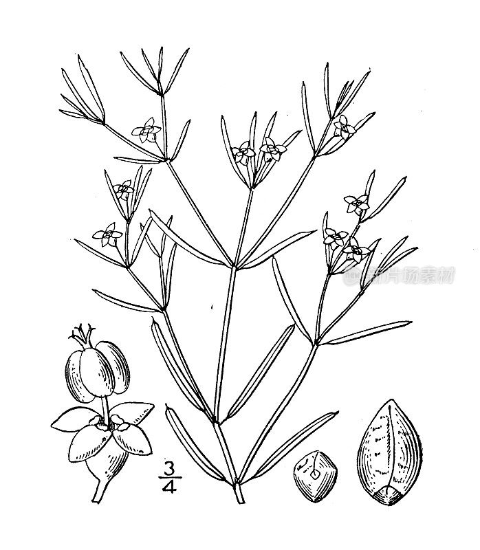 古植物学植物插图:大戟，小草原