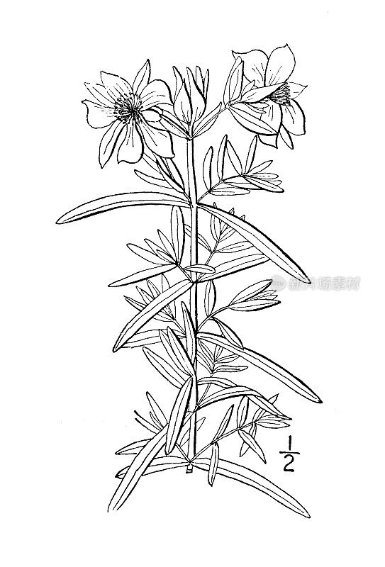 古植物学植物插图:金丝桃、圣约翰草