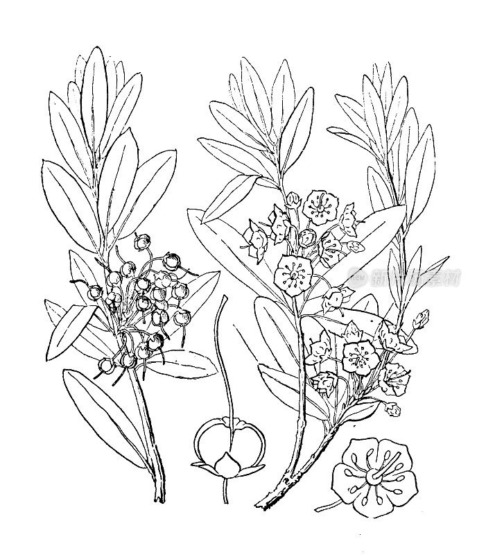 古植物学植物插图:沙枣、月桂、小羊羔