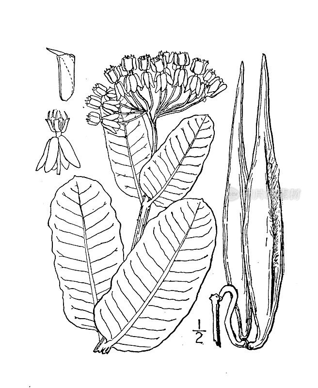 古植物学植物插图:钝叶扁柏、乳草
