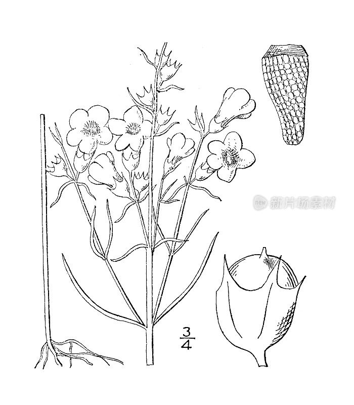 古植物学植物插图:小花吉拉地亚、小花吉拉地亚