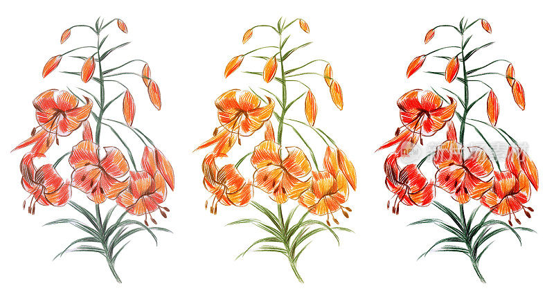 橙色的百合花。白色背景上的孤立元素。百合花手绘，彩色铅笔。股票花卉插图。