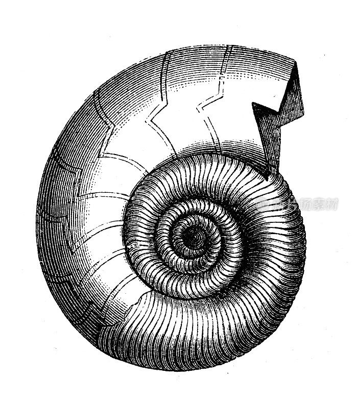 古董插图，地质和化石:波状克莱米尼亚