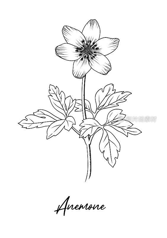 木银莲花，银莲花，野花收藏。
手绘植物插图孤立的黑色轮廓。