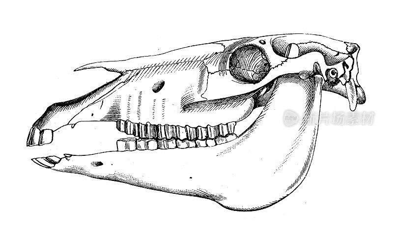 古代生物动物学图像:马头骨