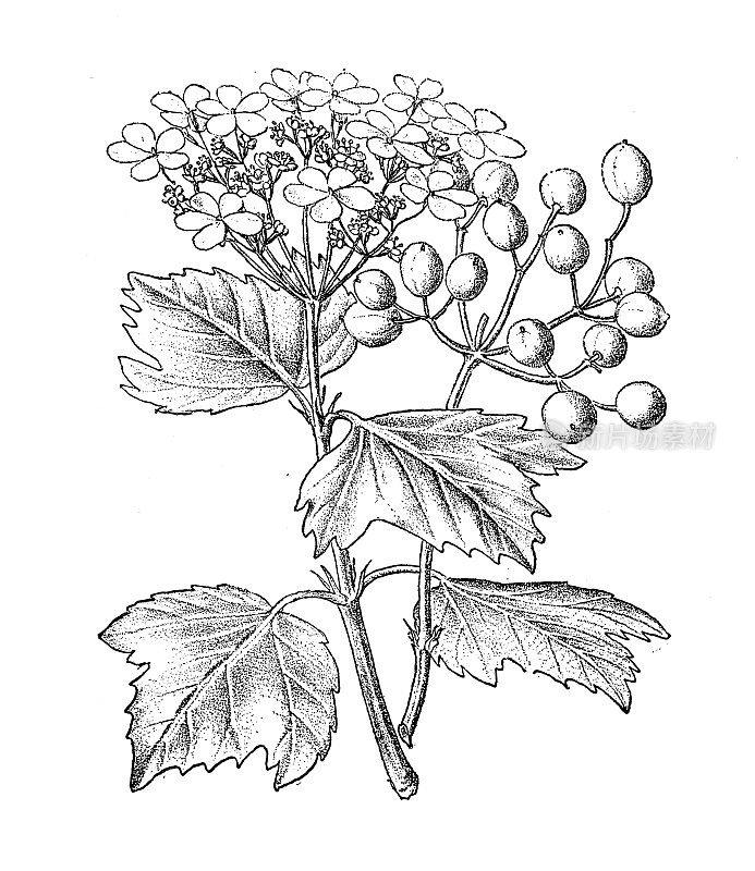 古董植物学插图:圭尔德玫瑰，小荚蒾