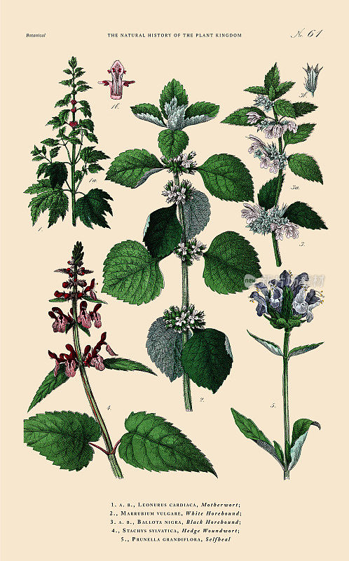 手工着色的植物雕刻，植物王国的历史，维多利亚植物插图，盘子61，大约1853年