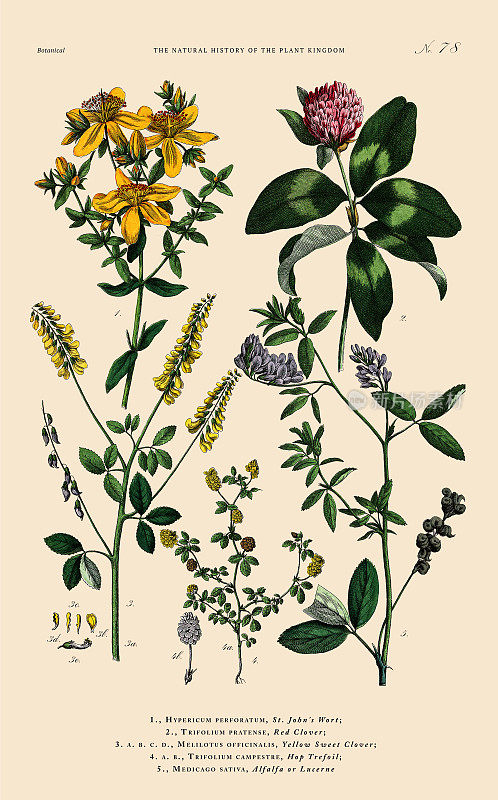 手工着色的植物雕刻，植物王国的历史，维多利亚植物插图，78版，大约1853年
