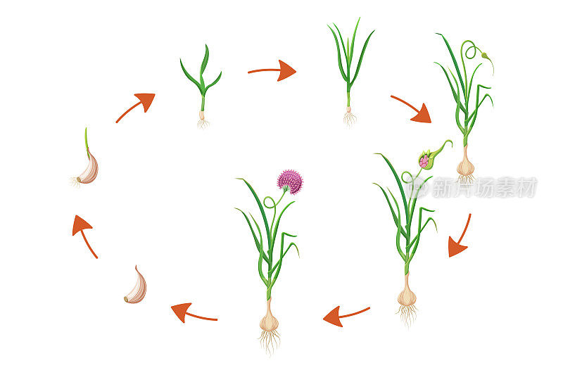 大蒜生长周期。球茎植物发育信息图的矢量插图。种植绿叶蔬菜的连续过程