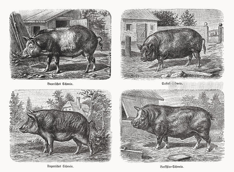 各种欧洲猪，木版雕刻，1898年出版