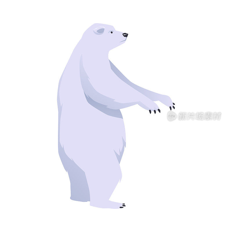 北极熊站在它的后腿，平面矢量插图孤立的白色。