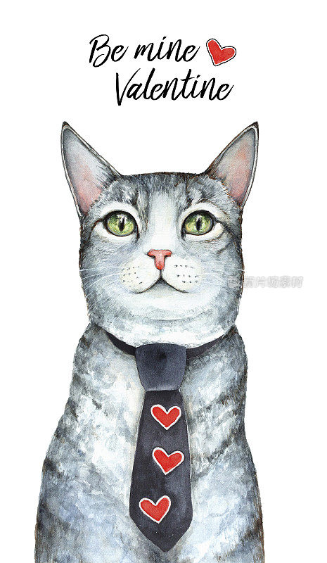 情人节，2月14日，卡片设计。做我的情人吧。灰色可爱的虎斑猫穿着黑色领带与红色的心。