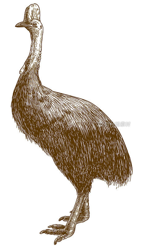 食火鸡鸵鸟雕刻绘画插图