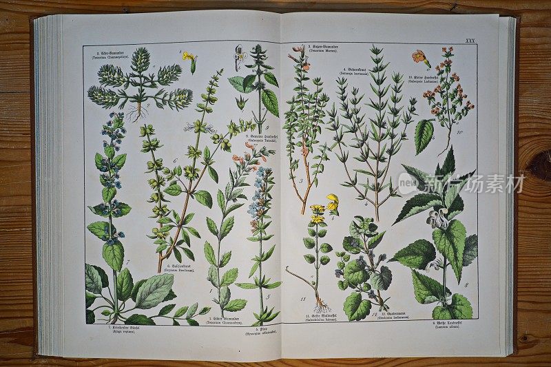古董植物平版印刷书，第XXX号(30)。德国慕尼黑。