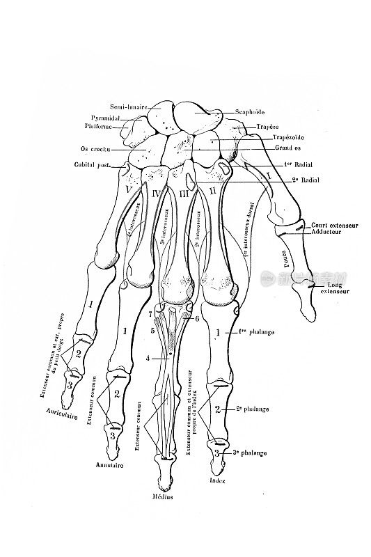 有肌肉插入的手部骨骼