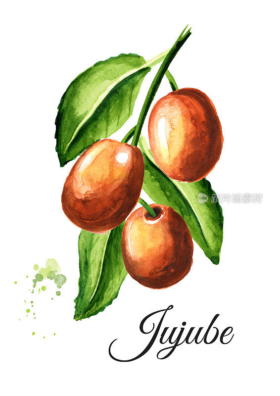 枝条上有鲜果、酸枣和绿叶，手绘水彩，白色背景上单独的插图
