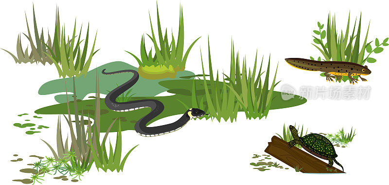 沼泽生物群落中的草蛇、欧洲塘龟和蝾螈在白色背景上分离