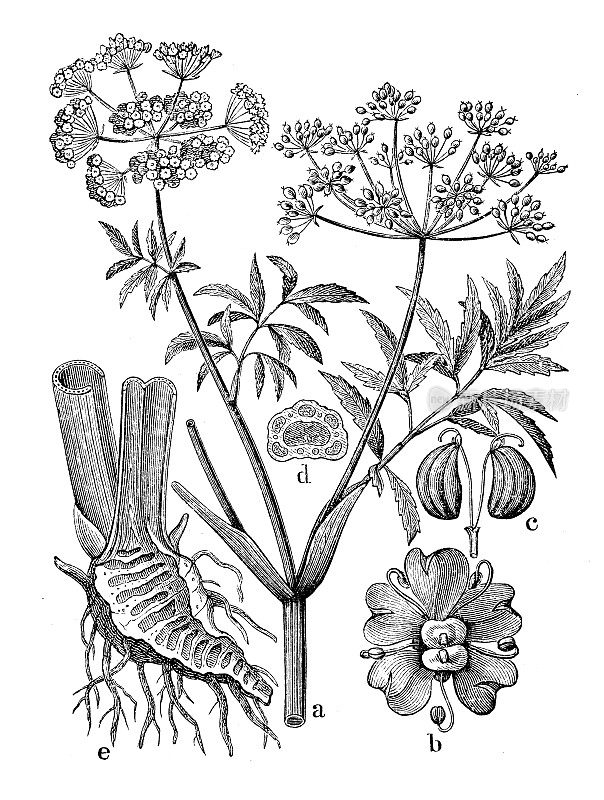 古代植物学插图:毒芹、牛痘、北方水毒芹