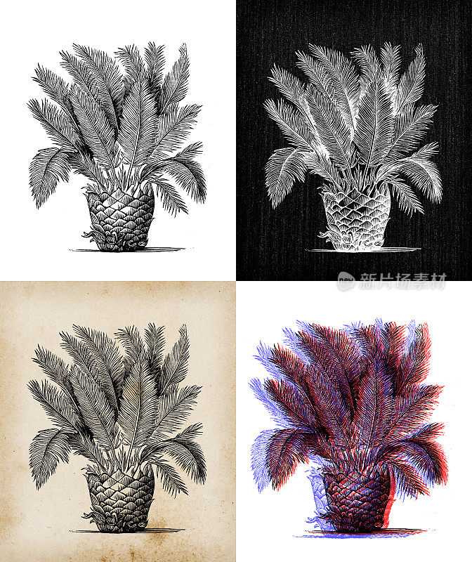 古董植物学插图:苏铁，西米棕榈，西米王