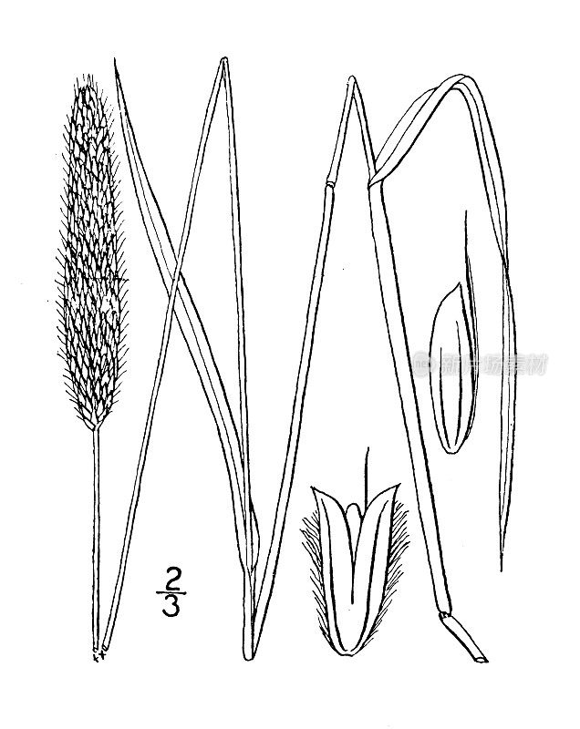 古植物学植物插图:草原秃柳、草甸狐尾草